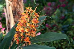 Palmenhaus Schönbrunn - Hedychium coccineum (Scharlachingwer)