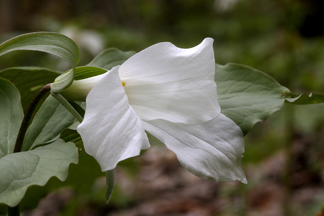 Large-flowered Trillium Large-flowered Trillium