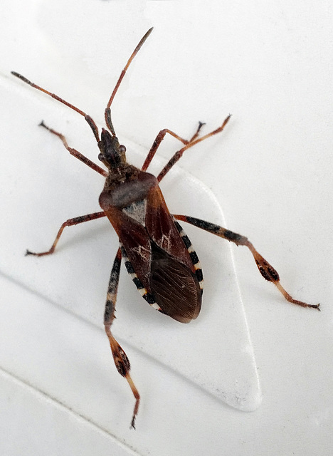 Leptoglossus occidentalis, Canada L1010340