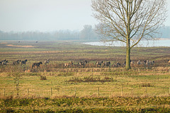 Koniks in de ochtendzon