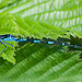 20110519 2661RAw [D~MI] Azurjungfer, Großes Torfmoor, Hille