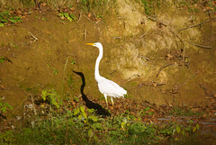 Silberreiher an den Fischteichen II