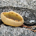 Peziza anthracophilla fungus, Pringle Mt