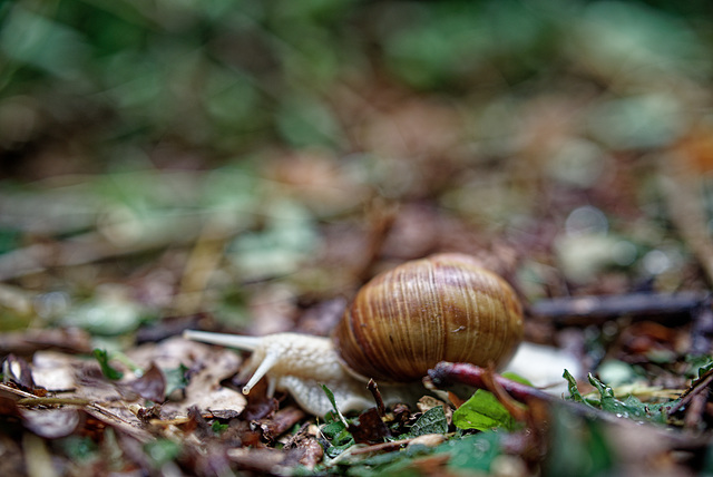 22.06.05 Weinbergschnecke 2