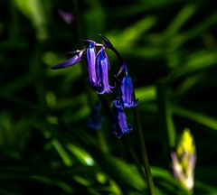 Bluebell