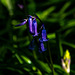 Bluebell