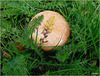 Estampes naturelles...