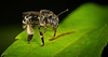Die Waldschenkelbiene (Macropis fulvipes) hat mir ihre Wadeln gezeigt :)) The wood leg bee (Macropis fulvipes) showed me its calves :)) L'abeille à pattes de bois (Macropis fulvipes) m'a montré ses petits :))