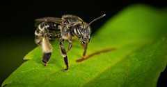 Die Waldschenkelbiene (Macropis fulvipes) hat mir ihre Wadeln gezeigt :)) The wood leg bee (Macropis fulvipes) showed me its calves :)) L'abeille à pattes de bois (Macropis fulvipes) m'a montré ses petits :))