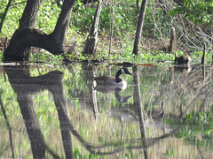 Canada goose at edge of pond