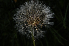 BESANCON: Une fleur de Pissenlit (ou Dent-de-lion) (Pappus). 09