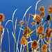 Teasels at the Waters Edge