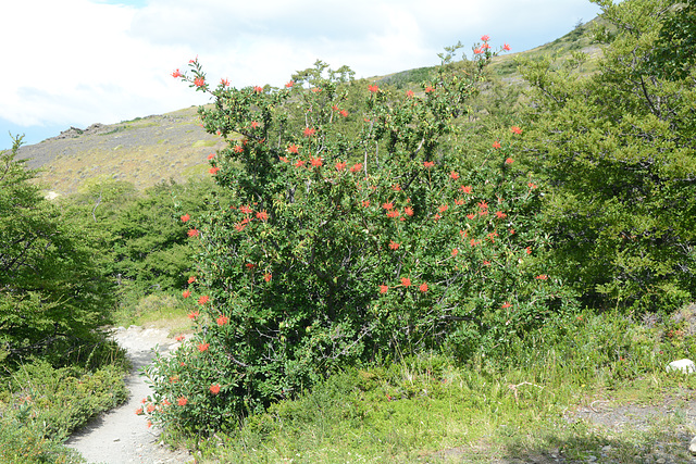 Chilean Firebush on the Trail of W-track in Torres del Paine