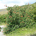 Chilean Firebush on the Trail of W-track in Torres del Paine