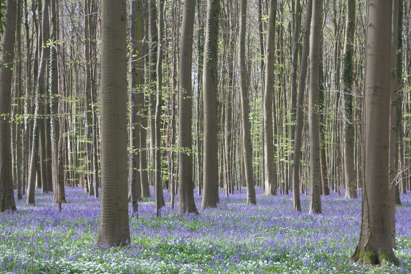 Bluebells