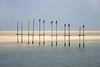 Cormorants