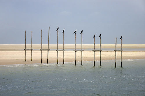 Cormorants