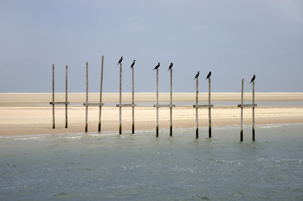 Cormorants