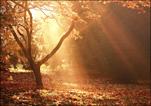 Autumn morning