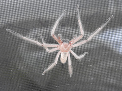 Huntsman Spider