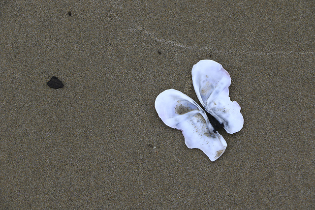 Mussel Shell