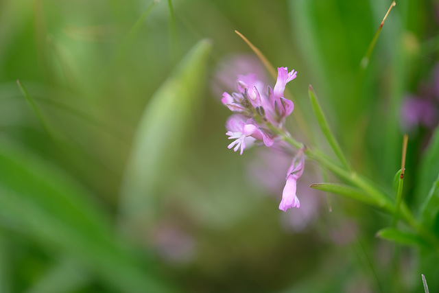 DSCF7851 DSCF7851