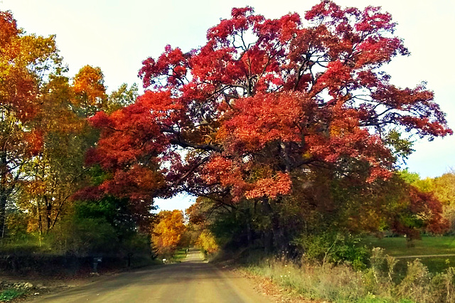 Oaks in Oakland County, Michigan