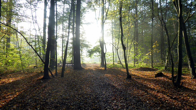 Kraftvolles Sonnenlicht im Wald