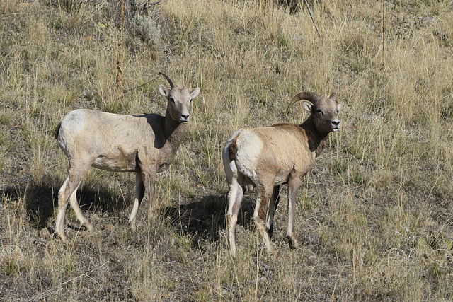 Bighorn Sheep