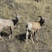 Bighorn Sheep