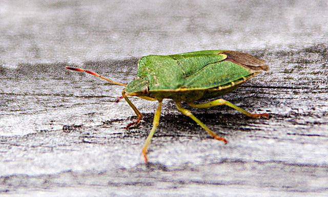 20110519 2631RAw [D~MI] Grüne Stinkwanze, Großes Torfmoor, Hille