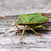 20110519 2631RAw [D~MI] Grüne Stinkwanze, Großes Torfmoor, Hille