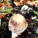 Amanita Pantherinoides ?