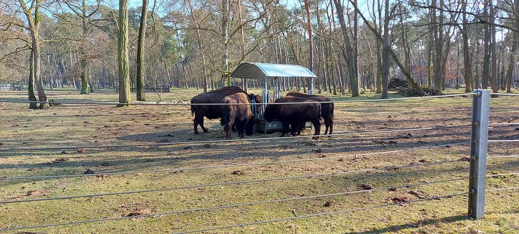 Karlstern animal park