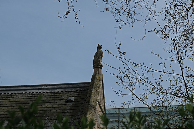 Darwin centre cat