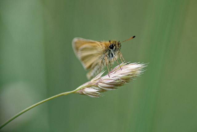 22.06.19 Dickkopffalter 22.06.19 Dickkopffalter
