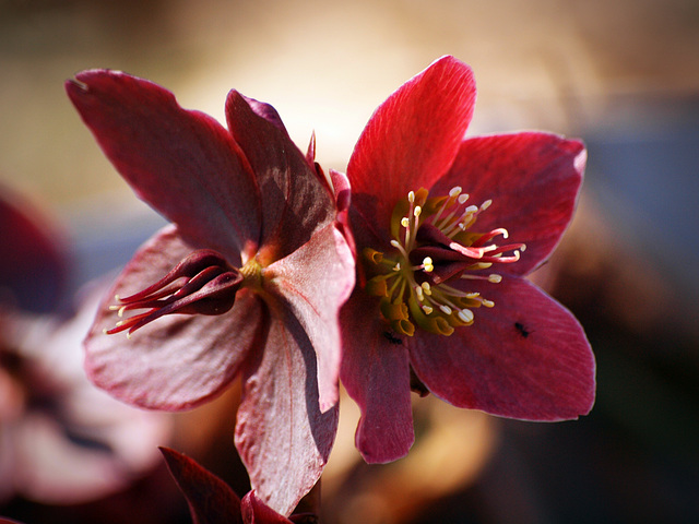 two blossoms