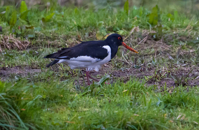 Oystercatcher