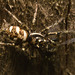 IMG 7672 Zebra Spider-1