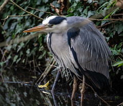 Heron