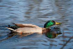 Mallard
