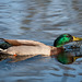 Mallard
