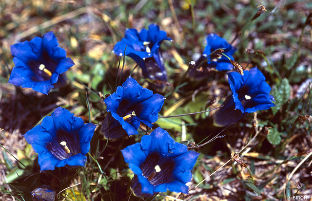 Gentiana acaulis - Stemless Gentian