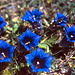 Gentiana acaulis - Stemless Gentian