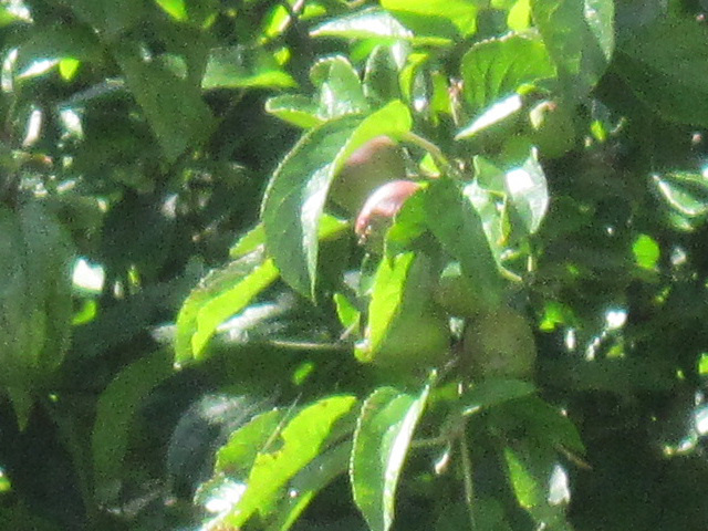 Apples appearing on the tree already