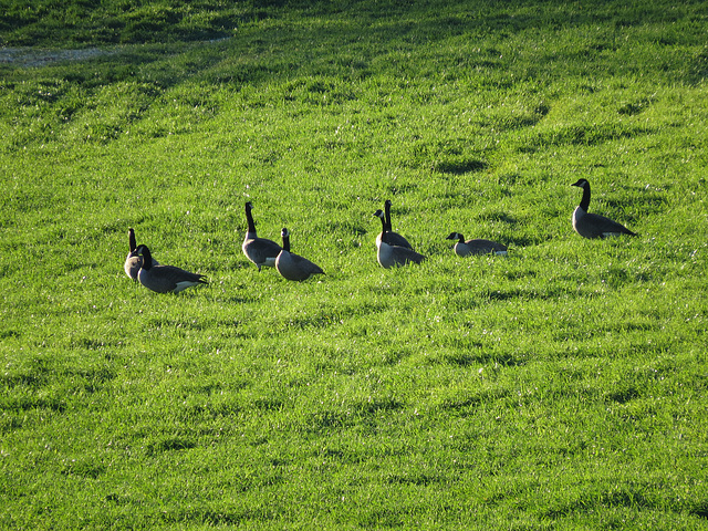 Canada geese late afternoon