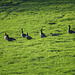 Canada geese late afternoon