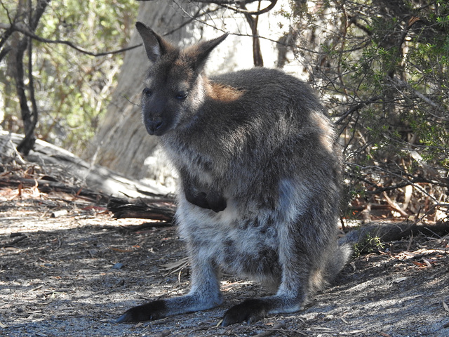 Wallaby