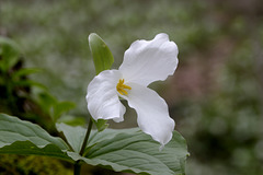 Large-flowered Trillium