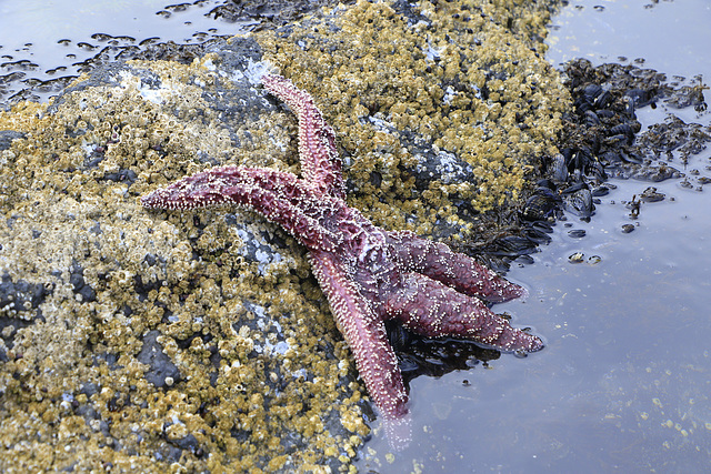 Purple Sea Star